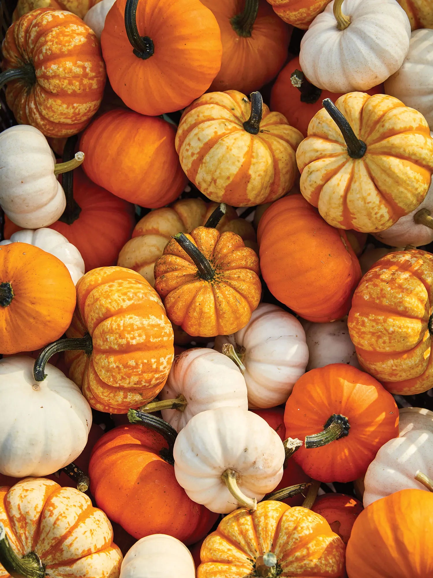 Mini Pumpkins