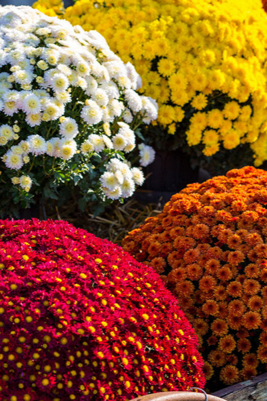 Trio Package of Mums