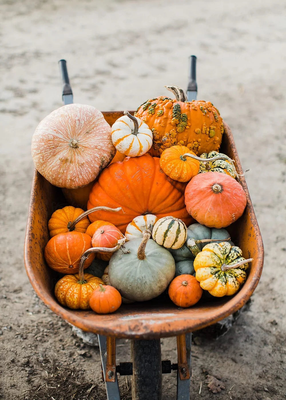 Pumpkin Pick Up & Removal
